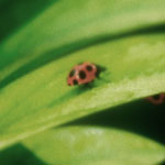 Ladybug by Maximus
